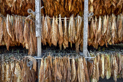 Dried tobacco in curing.