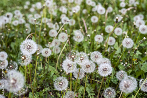 Fototapeta Naklejka Na Ścianę i Meble -  dandelion close-up at sunset