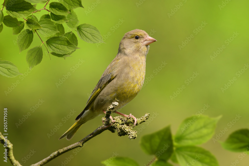 Obraz premium Vögel 85