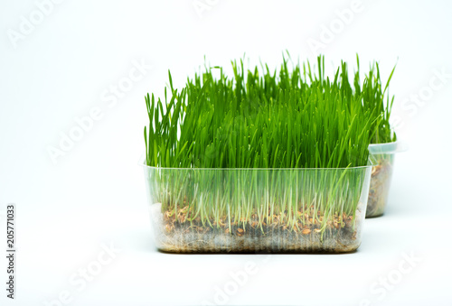 Wheat grass sprouts in a plastic containers on a blue background