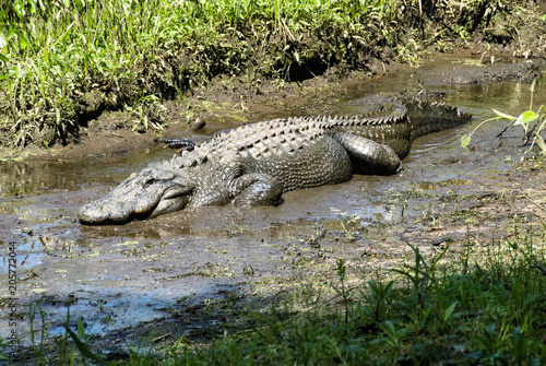 Alligator in a Muddy Wetland Habitat