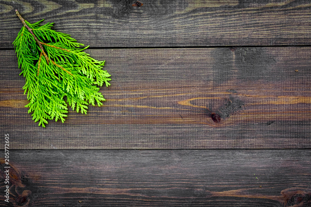 Juniper frame for poster or design. Juniper branches on dark wooden background top view copy space Juniper frame for poster or design. Juniper branches on dark wooden background top view copy space