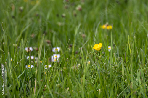 spring flowers in a meadow