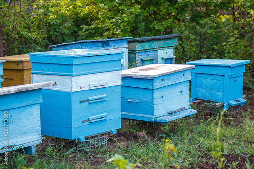 Bee apiary standing in a green garden