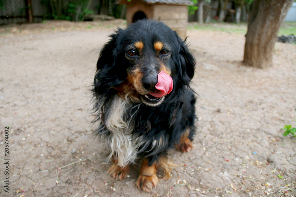 the funny dog with the tongue out the funny dog with the tongue out