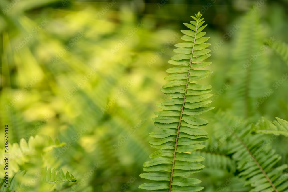 green buds in spring