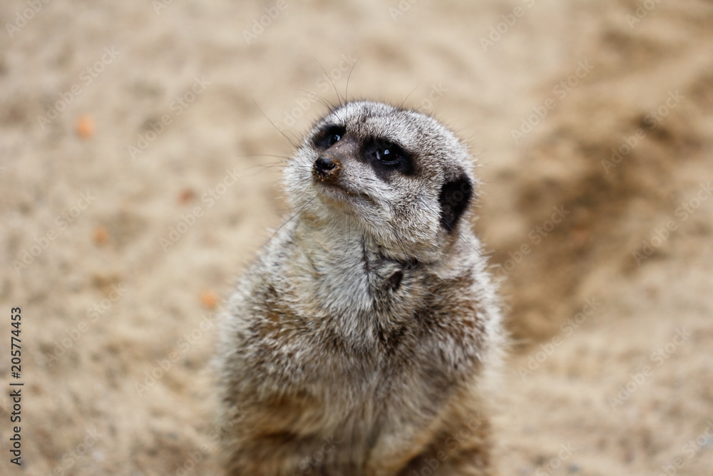 Fototapeta premium Portrait of wild African Meerkat (Suricata suricatta)