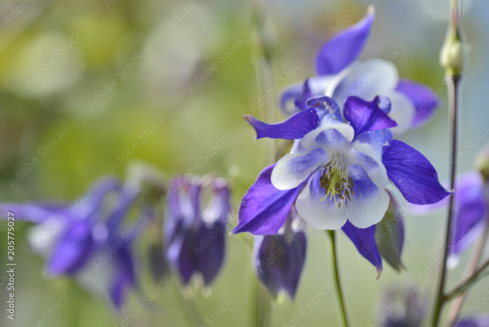close on beautiful white and violet columbine blooming 