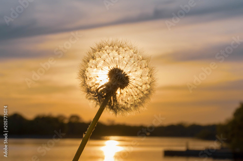 Dandelion over water at sunset