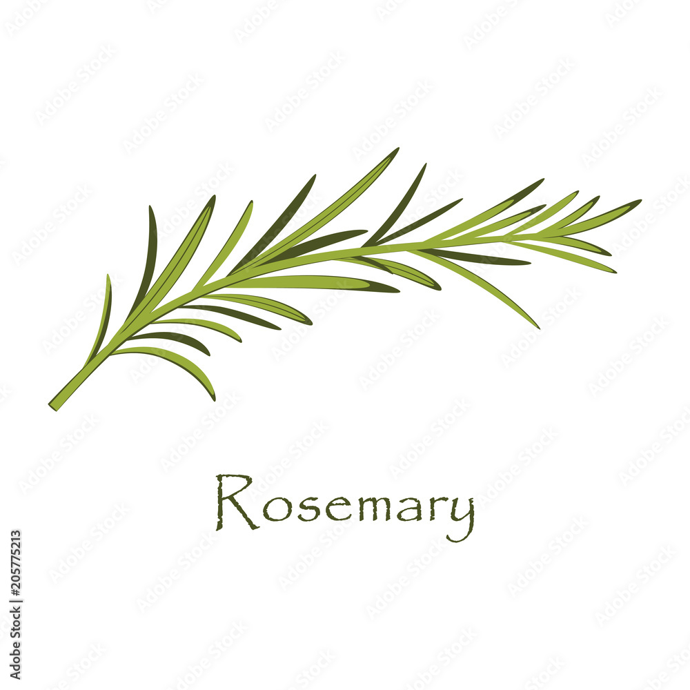branch of rosemary on white - obrazy, fototapety, plakaty 
