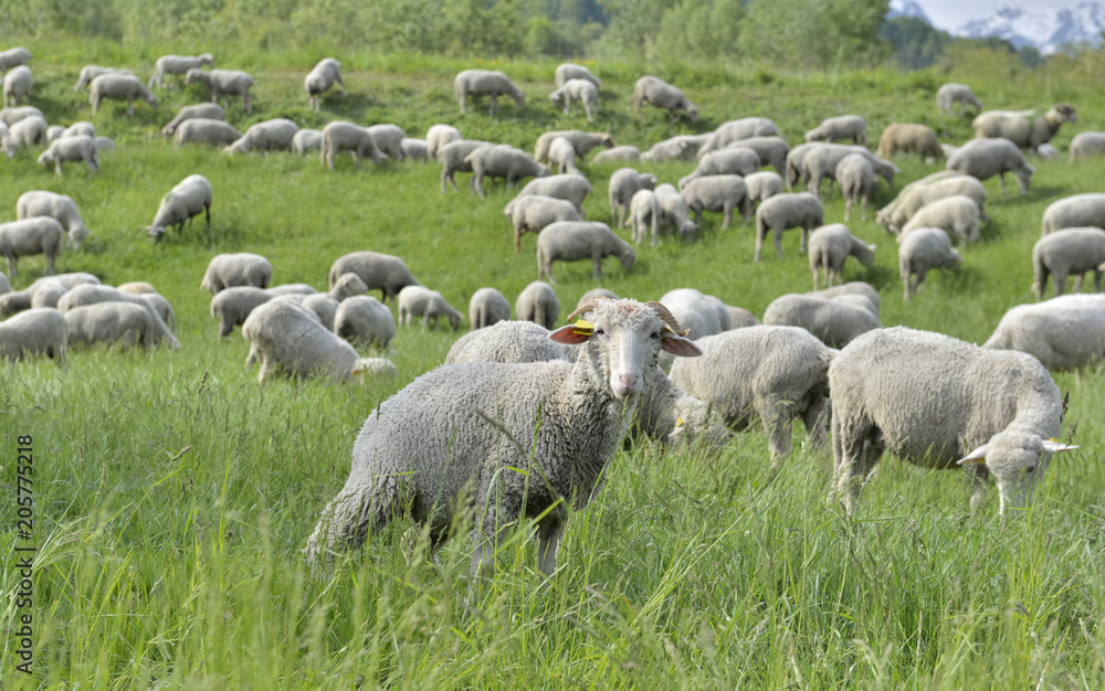 Fototapeta premium livestock of sheep in a alpine pasture 