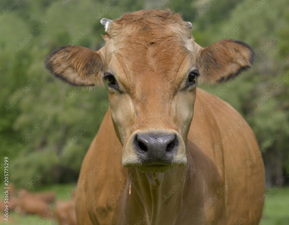 portrait of a pretty brown cow in meadow portrait of a pretty brown cow in meadow
