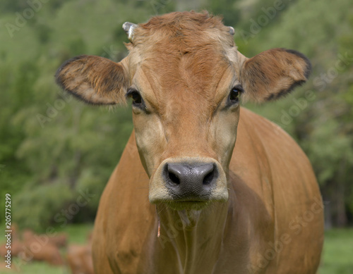 portrait of a pretty brown cow in meadow