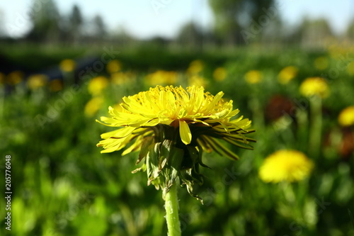 Fototapeta Naklejka Na Ścianę i Meble -  Young flowers on the field in spring