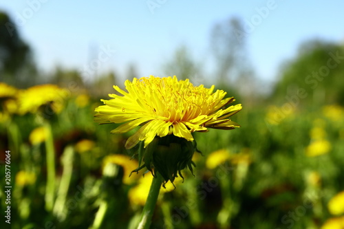 Fototapeta Naklejka Na Ścianę i Meble -  Young flowers on the field in spring