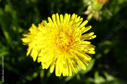 Fototapeta Naklejka Na Ścianę i Meble -  Young flowers on the field in spring
