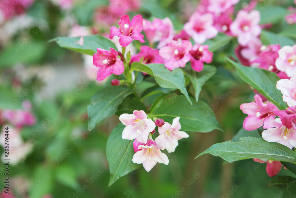 Linnaea amabilis, Kolkwitzia amabilis, beauty bush Linnaea amabilis, Kolkwitzia amabilis, beauty bush