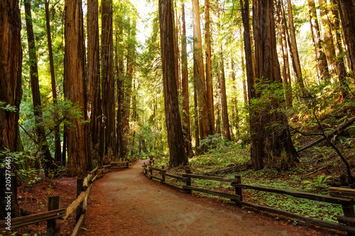 Muir woods National Monument near San Francisco in California  USA
