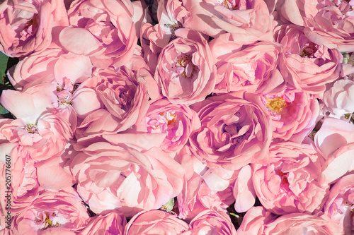 Tablou pe pânză Industrial Cultivation of Oil Bearing Rose and Rose