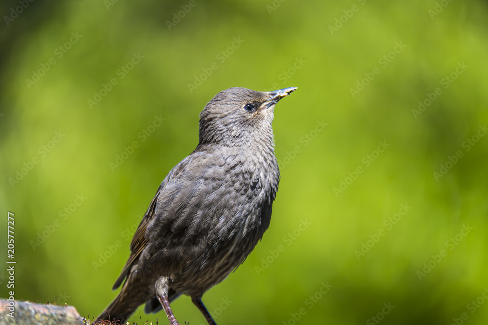 Young Starling (Sturnus vulgaris) searching the sky for its mother for food Young Starling (Sturnus vulgaris) searching the sky for its mother for food