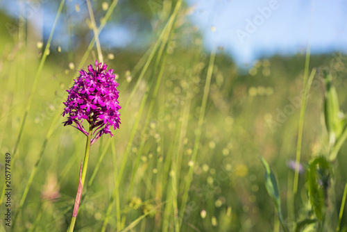 Fototapeta Naklejka Na Ścianę i Meble -  Pyramiden-Knabenkraut, Anacamptis pyramidalis, Kaiserstuhl, Deutschland