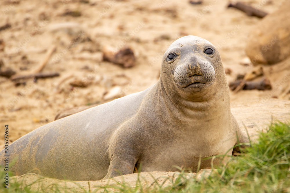Fototapeta premium Elephant Seal