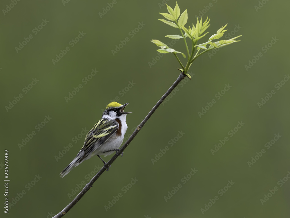Chestnut-sided Warbler Singing in Spring on Green Background Chestnut-sided Warbler Singing in Spring on Green Background