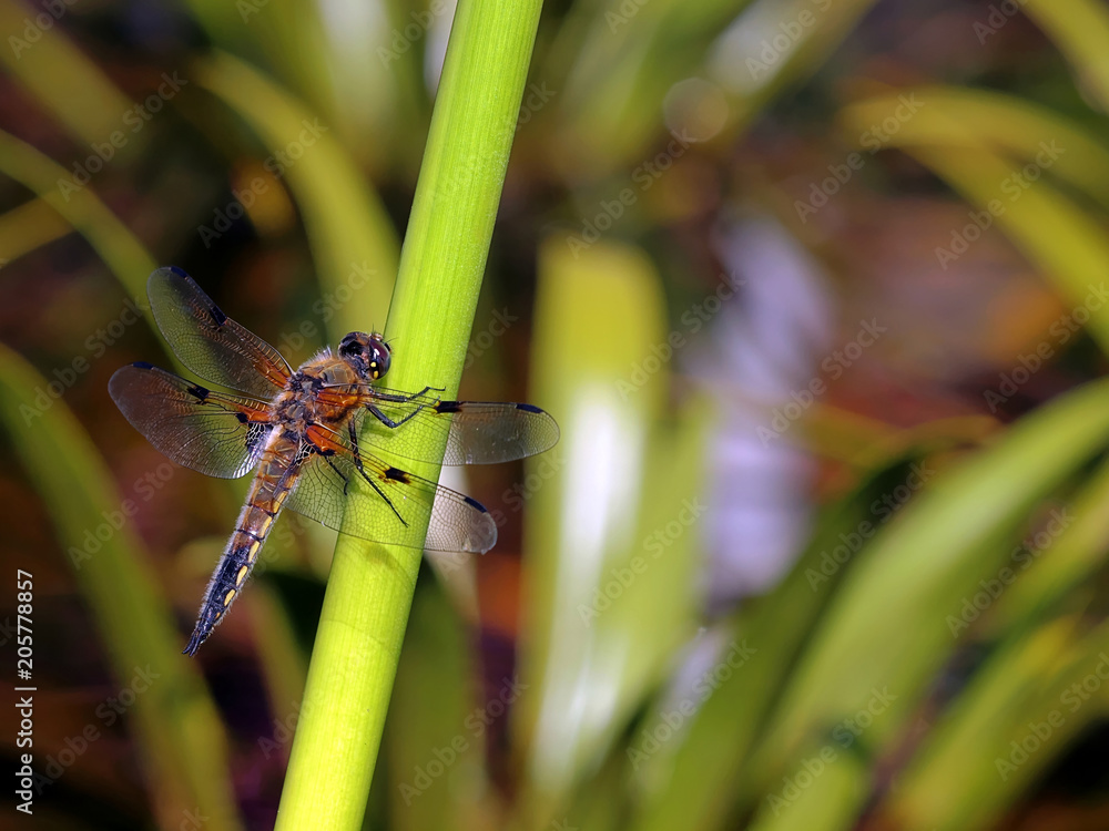 Fototapeta premium Große Libelle am Teich