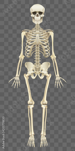 Human skeleton isolated on white vector