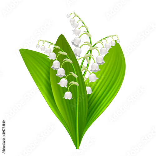 Lilly of the valley isolated on white vector