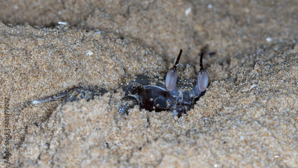 Fototapeta premium small crab on the beach