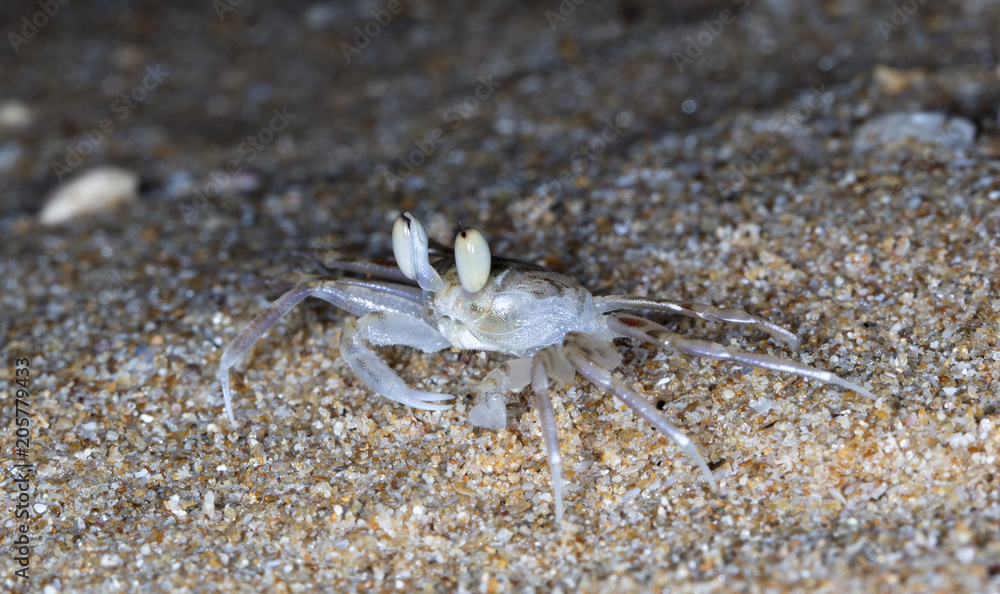 small crab on the beach