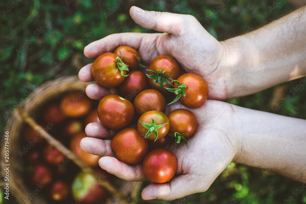 Tomato harvest in autumn - obrazy, fototapety, plakaty 