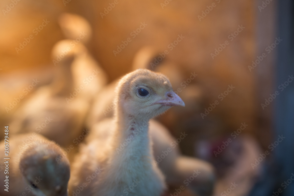 A small yellow turkey in the nest with a light bulb A small yellow turkey in the nest with a light bulb