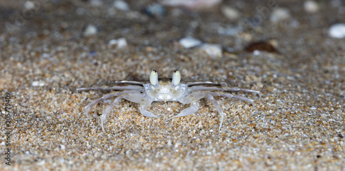 small crab on the beach © vadim_fl
