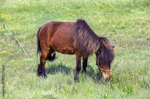 Brown pony horse grazing tethered in a field