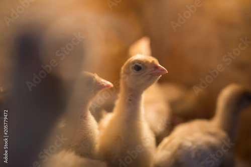 A small yellow turkey in the nest with a light bulb © vfhnb12