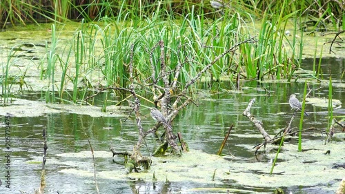 birds sit on the bars of sunken trees in the swamp