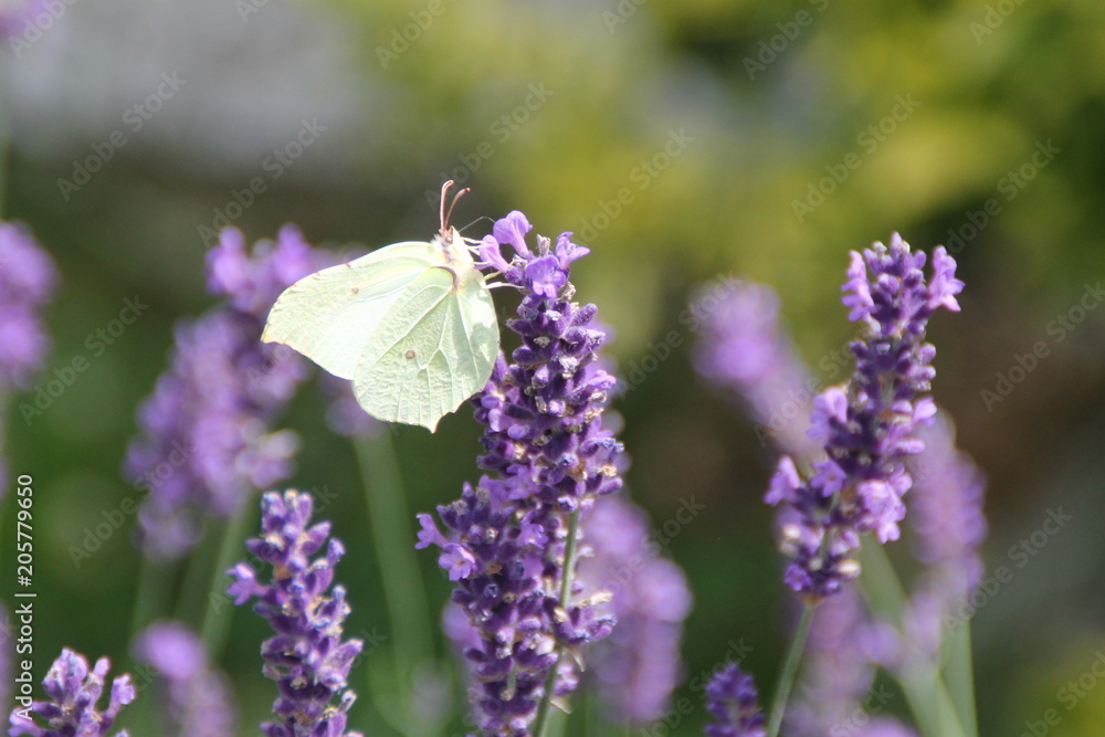 Nektartrinkender Schmetterling Nektartrinkender Schmetterling