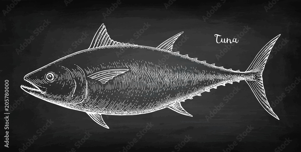 Naklejka premium Chalk sketch of tuna
