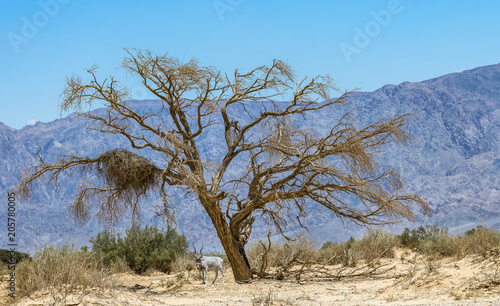 The antelope addax  Addax nasomaculatus known as the screw-horn antelope. Due to danger of extinction the species was introduced from Sahara desert to nature desert reserve near Eilat  Israel