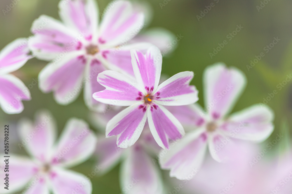 Spring flowers. Spring flowers.