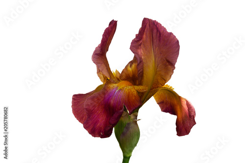 Fototapeta Naklejka Na Ścianę i Meble -  A bud of an iris with red-brown petals and a yellow mid-point on a white background.