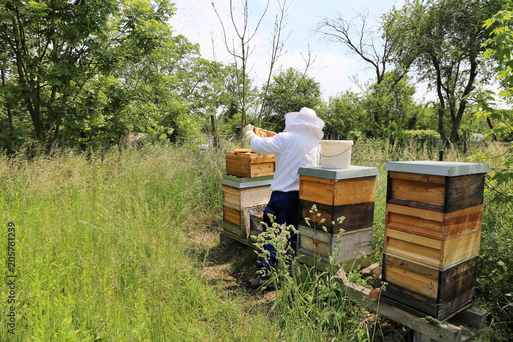 Imker arbeitet an seinem Bienenstock
Imker arbeitet an seinem Bienenstock