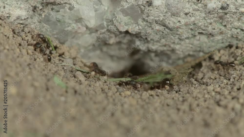 Brown Ants excavating dirt from nest Very Close-Up , An Ant Hole, Pavement Ants Brown Ants excavating dirt from nest Very Close-Up , An Ant Hole, Pavement Ants