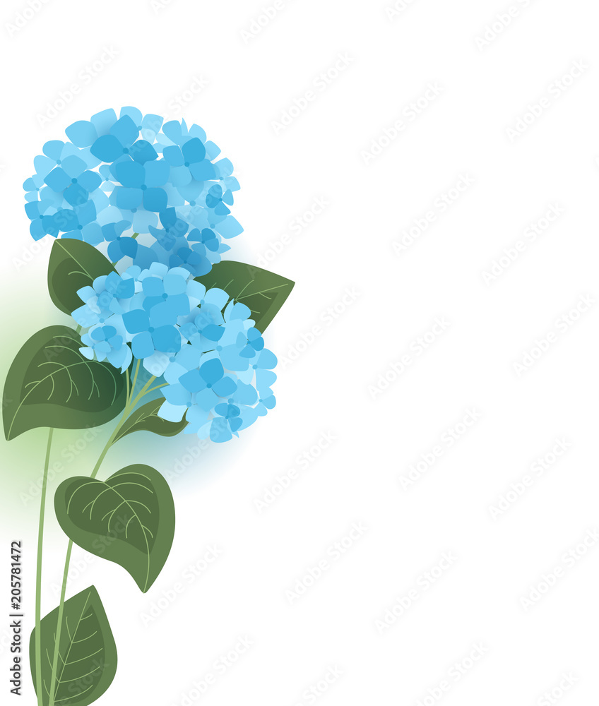 Vector illustration of hydrangea flower Background with blue flowers Vector illustration of hydrangea flower Background with blue flowers
