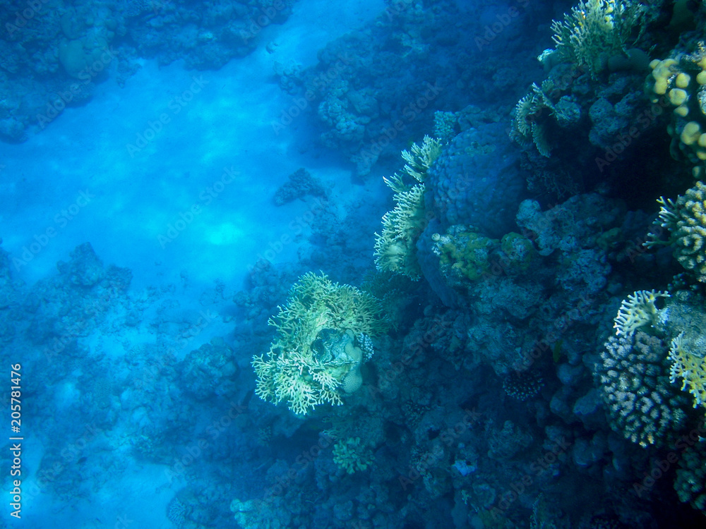 Underwater coral reef Underwater coral reef