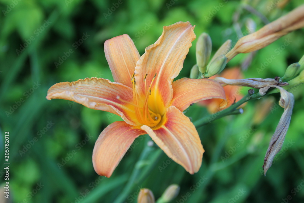 Obraz premium Taglilie