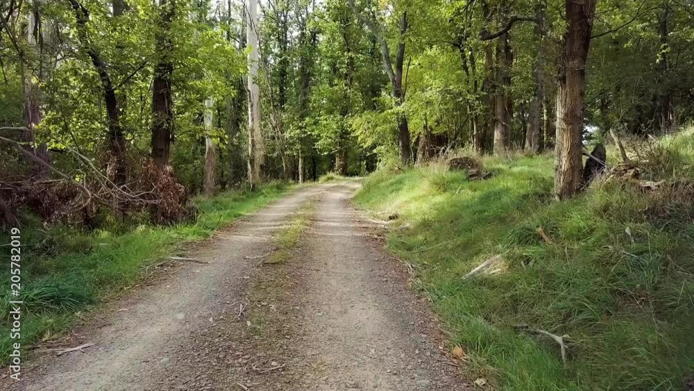 Traveling down New Zealand country wooded road. Traveling down New Zealand country wooded road.