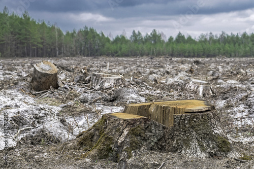 Deforestation. Stump of tree after cutting forest photo